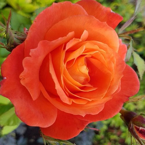 E-commerce, vendita, rose, in, vaso rose floribunde - arancione - Rosa Christchurch™ - rosa dal profumo discreto - Gareth Fryer - ,-